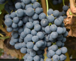 TEMPRANILLO Grape Vine - 1 Bare Root Live Plant - Buy 4 get 1 free! - $28.45+