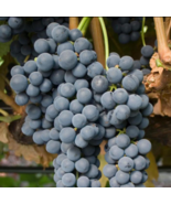 TEMPRANILLO Grape Vine - 1 Bare Root Live Plant - Buy 4 get 1 free! - £22.37 GBP - £34.33 GBP