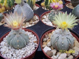 Astrophytum asterias super kabuto 5 ribs exotic cacti rare cactus seed 50 SEEDS - $13.99