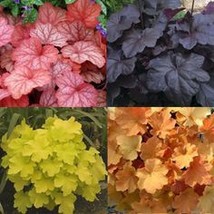 Mixed Heuchera Bonsai Coral Flower Coral Bells, 100 SEEDS D - $14.35