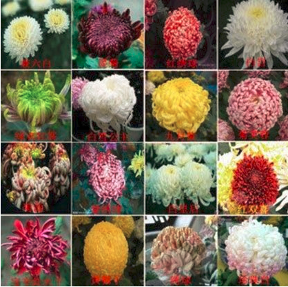 200 mixed seeds Genuine Flower seeds chrysanthemum seeds four seasons plant seed