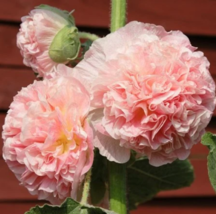 TKBONStore Hollyhock Chaters Double Salmon Peony Flowered Blooms NonGmo 25 Seeds - £7.52 GBP