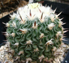 Stenocactus phyllanthus echinofosulocactus exotic brain cacti rare seed 10 SEEDS - £6.87 GBP