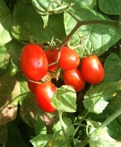 BStore 50 Seeds Store Grape Tomato, Sweet Vine Tomatoes Exotic Fruit Vegetables  - £11.88 GBP