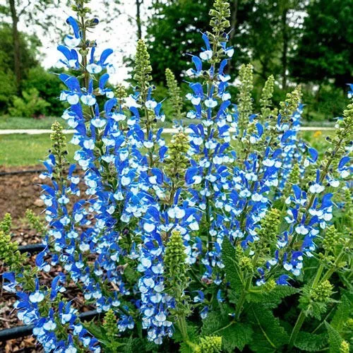 AW 50 Seeds Azure Snow Salvia Flower Non Gmo Organic Easy To Grow - €9,35 EUR