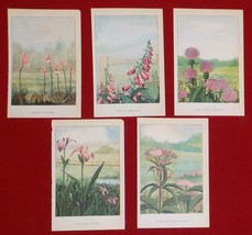 Lot of 5 PURPLE PINK Flower Book Plate Prints &quot;Wild Flower&quot;,LA Simonsen, 1926 A8 - £9.34 GBP