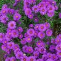 New England ASTER Purple  200 Seeds Perennial Heirloom Fall Planting USA Non-GMO - £9.74 GBP