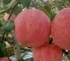 33 Seeds Red Fuji Apple Crisp Sweet Juicy Plant Garden - £6.21 GBP
