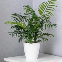 15 Parlor Palm Neanthe Bella Palm Chamaedorea Elegans Tree Houseplant Se... - $269.95 MXN