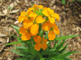 Wallflower Siberian Fragrant Biennial Orange Flower 1200 Seeds Garden USA - £3.42 GBP