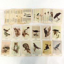 Lot Of 34 Cigarette trade cards General Cigar Co. Different Birds Owls 1960s EUC - £17.20 GBP