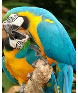 Macaw Parrots wildlife  Art Print great wall hanging &quot;8x10&quot;decorations p... - $9.99