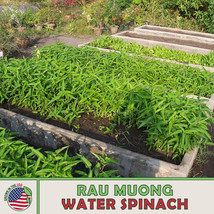 RAFHSTORE 50 Rau Muong Thai Water Spinach Seeds Ipomoea Aquatica Nongmo Genuine  - £6.59 GBP