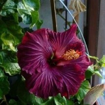 20 Dark Purple Hibiscus Seeds Flowers Flower Seed - £7.86 GBP