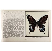 Black Swallow Tail Butterfly 1934 Butterflies Of America Insect Art PCBG14B - €17,30 EUR Black Swallow Tail Butterfly 1934 Butterflies Of America Insect Art PCBG14B - €17,30 EUR