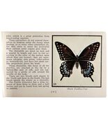 Black Swallow Tail Butterfly 1934 Butterflies Of America Insect Art PCBG14B - $367.17 MXN
