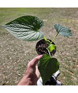 Pepper Plant Piper Methysticum Kava Kava Inchisa Inch Live Plant In A 4 ... - $50.10