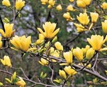 5 Butterfly Magnolia Seeds Lily Flower Tree Fragrant Tulip Flowers  - $5.99