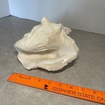 Large 8 Inch Conch Shell From Cancun Mexico 2lbs 4 Oz Beach Decor Pool ￼D1 - £20.97 GBP