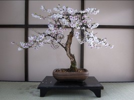 yoshino cherry  live tree seedling 7 to 13 inches. - £12.42 GBP