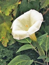 SKMO Datura Metel | Single Yellow | 20 Seeds - $14.38