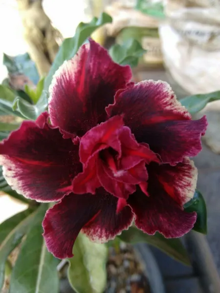 Fresh 4 Double Red Magenta Desert Rose Seeds Adenium Obesum Flower Exotic Se - £7.97 GBP