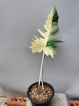 World wide ship 1x Philodendron golden dragon variegated - £339.73 GBP