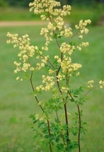 Fresh Seeds 50 Seeds Purple Meadow Rue Seeds Non Open Pollinated Suited For Cana - $12.36