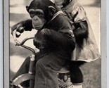 Billy Janie Trained Chimpanzees Cincinnati Zoo Ohio Oh Carta Box Co Post... - $7.13