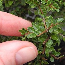 Seiju Dwarf Chinese Elm Ulmus Parvifolia 2.5 Inch Pot Fairy Bonsai Beautiful Gar - $37.47