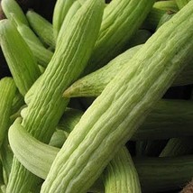 USA Seller Armenian Cucumber Seeds Yard Long Cucumber Serpent Melon Heat Toleran - £9.48 GBP