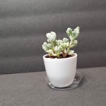 Live Succulent in White Pot, Deltoid Leaved Dew Plant, Oscularia Deltoides image 2