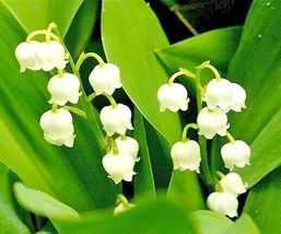 15 Lily Of The Valley Seeds - £10.40 GBP