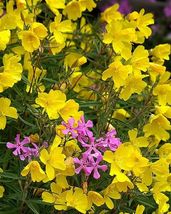 30 New Fragrant Yellow Phlox Seeds Flower Shade Perennial - £14.35 GBP