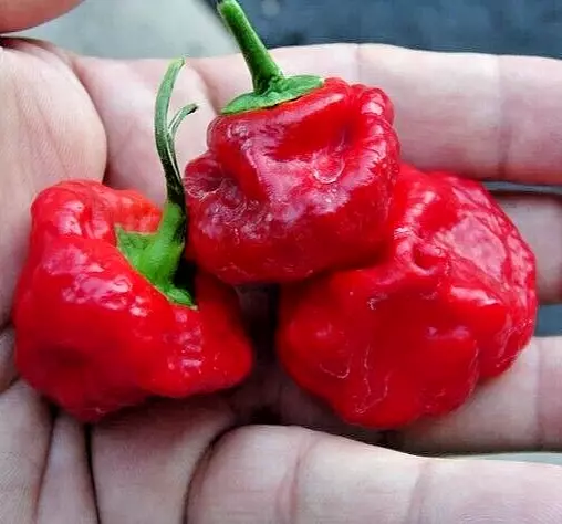 20 Seeds Hot Scotch Bonnet Jamaican Red Pepper Heirloom Speed Growth Quick Garde - $10.89