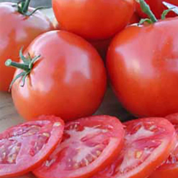 50 Seeds  Oregon Spring Tomato Tomatoe Vegetable Garden Edible Canning - $5.18