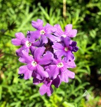 Verbena Purple Moss Groundcover Fall Ing Dwarf 500 Seeds USA Fast Shipping - £11.16 GBP