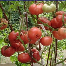 Vinson Watt&#39;S Tomato Seeds Gardening Fresh USA SHIPPING - £7.69 GBP