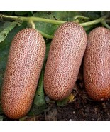 MBK 25 Seeds Sikkim Cucumber ing Edible Food Bulk Seeds - $18.24 CAD