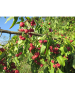 10 Spindleberry Tree {Euonymus europaeus} seeds - £3.46 GBP