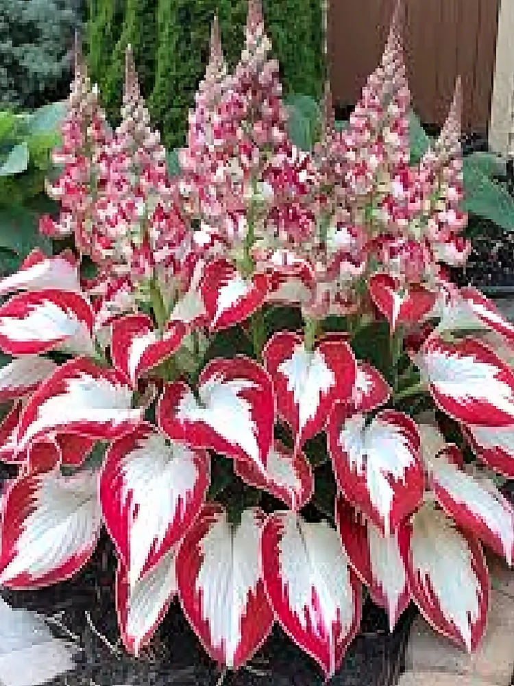 100 White Leaves with Thick Red Edges Beautiful Hosta Flower Indoor or O... - €12,92 EUR