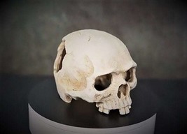 Resin Skull for fish tank, Lizard tank, turtle tank. - £15.97 GBP