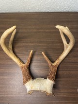 Whitetail Deer Antlers With Skull Cap 7 Point For Display or Crafts - $19.80