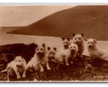 RPPC Confezione Di Scozzese Terrier Cani Scotty Cani Unp Cartolina Z4 - $15.88