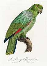 Southern Mealy Amazon, Amazona Farinosa - 1800's Francois Levaillant Bird Magnet - $11.99