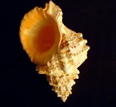 Pacific Lampas Frog Bursa snail shell 8 - 9&quot; seashells beach party home ... - $40.00