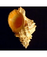 Pacific Lampas Frog Bursa snail shell 8 - 9&quot; seashells beach party home ... - $55.10 CAD