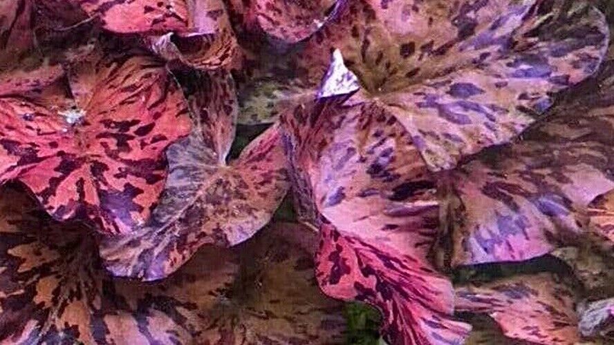 RED TIGER LOTUS 1 BULB - NYMPHARA ZENKERI-Aquatic Live Plants SUPER PRIC... - $5.93