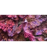 RED TIGER LOTUS 1 BULB - NYMPHARA ZENKERI-Aquatic Live Plants SUPER PRIC... - $109.17 MXN