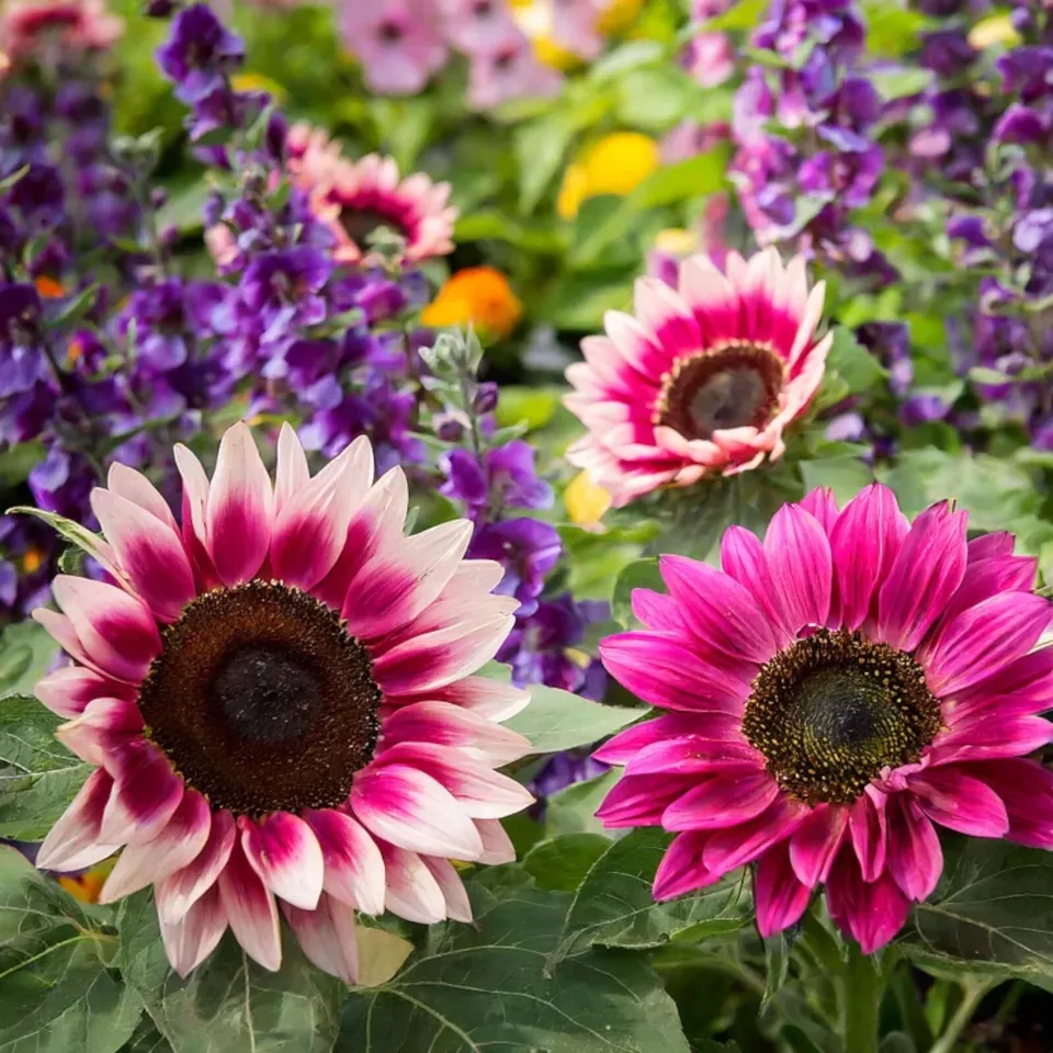 50 ++  Strawberry Blonde Hybrid Sunflower Seeds for garden and Planting - €2,60 EUR